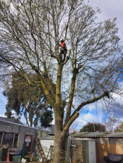 Tree Pruning