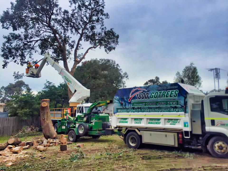 Tree Removal