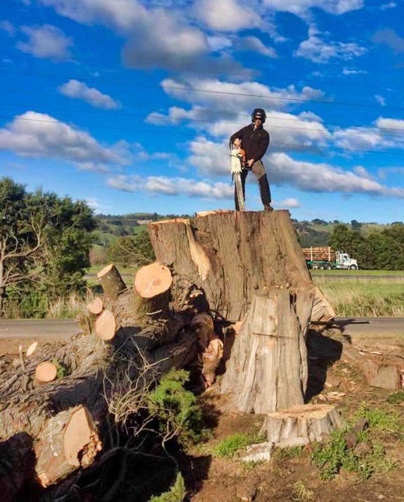 Stump Removal