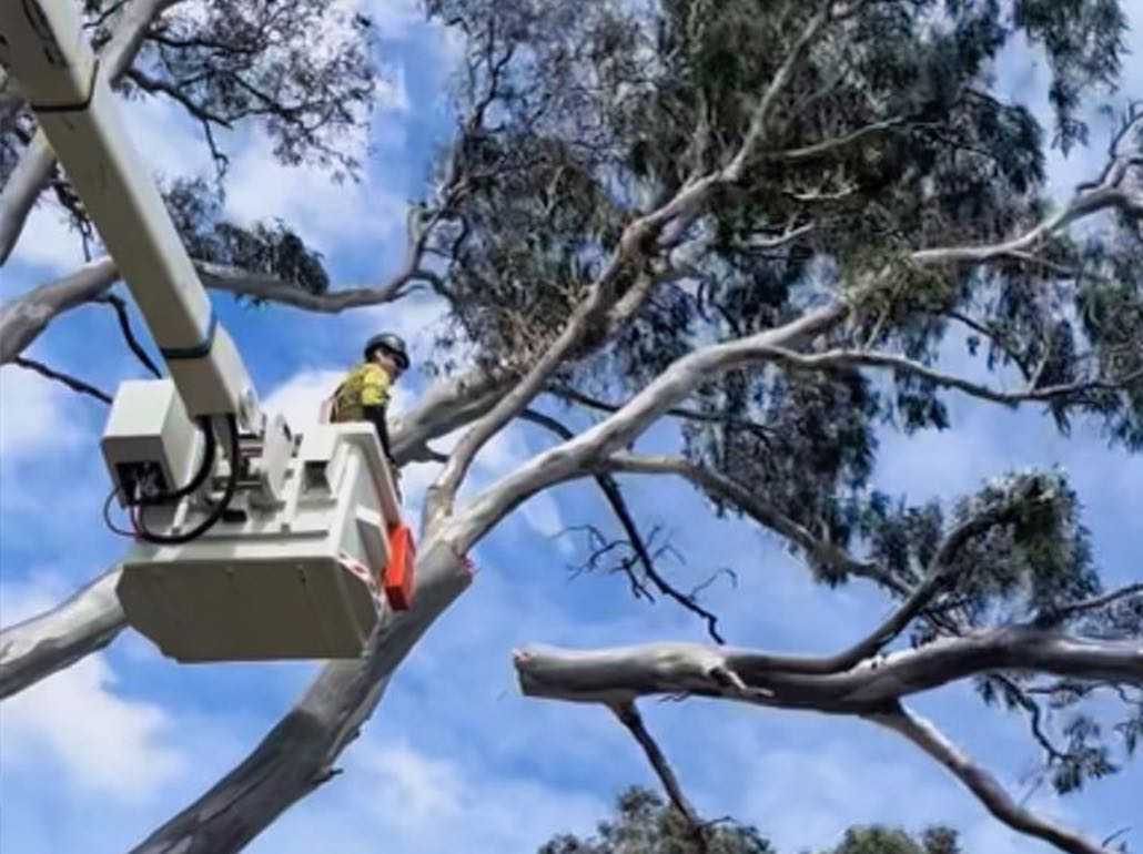 Tree Removal