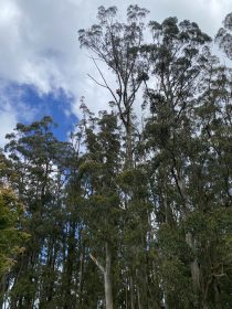 Stratford Tree Removal