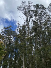 Morwell Tree Removal