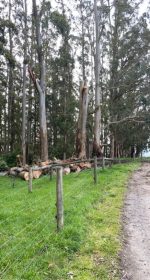 Drouin Tree Removal