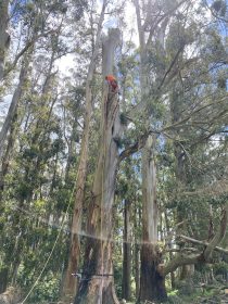 Woodside Tree Removal