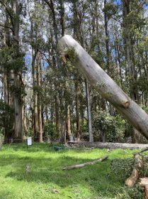 Churchill Tree Removal
