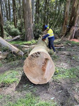 Tree Removal