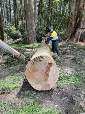 Newborough Tree Removal