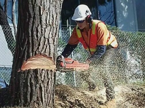 Foster Tree Removal